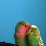 can different types of parrot mate?
