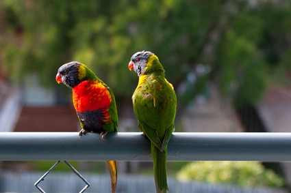 can parrots of different species breed?