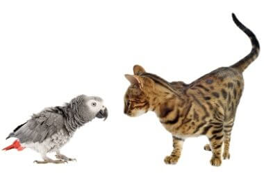 are parrots more intelligent than cats?