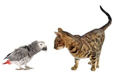 are parrots more intelligent than cats?