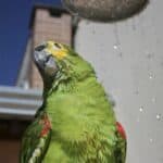 can I use shampoo on my parrot?