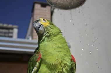 can I use shampoo on my parrot?