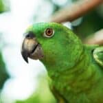 can you trim a parrot’s beak?