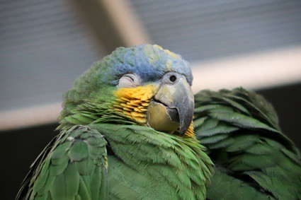do parrots need naps?
