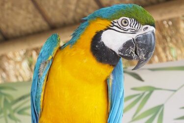 how do I know if my parrot is egg bound?