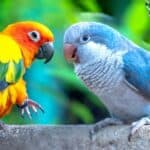 how do parrots talk without vocal cords?
