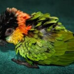 how do you comfort a dying pet parrot?