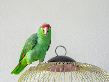 how many words can parrots say?