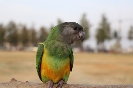 how to teach a Senegal parrot to talk