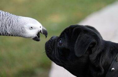 parrots vs. dogs intelligence