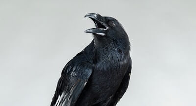 why can ravens and parrots talk?