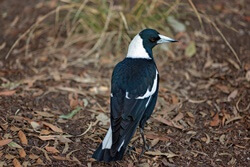 Can Australian Magpies Talk?