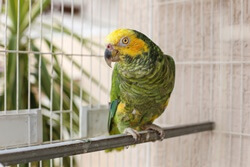 can Amazon Parrots talk?