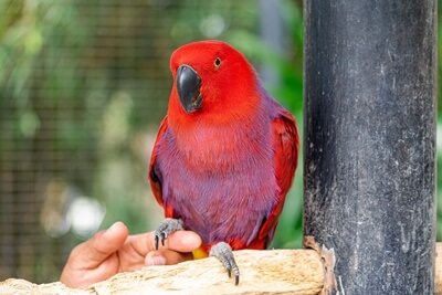 can eclectus parrots talk?