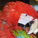 can parrots regrow feathers?