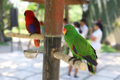 do male or female parrots make better pets?