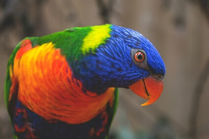 how to improve feather quality in parrots