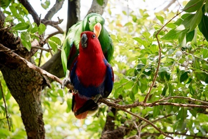 how to teach an eclectus parrot to talk