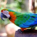 how well can macaws talk?