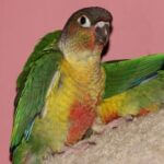 is my conure molting or plucking?