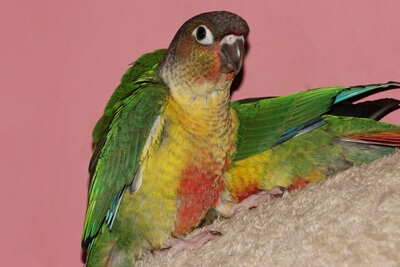 is my conure molting or plucking?
