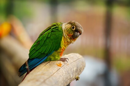 what does a molting conure look like?