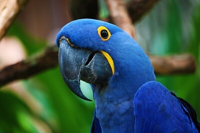 blue parrot types