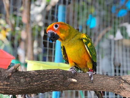 how to differentiate between male parrot and female parrot