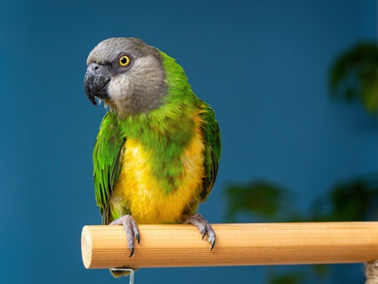 how to tell male from female senegal parrots