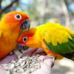 what is a yellow parrot called?