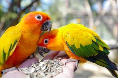 what is a yellow parrot called?