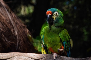 Severe Macaw
