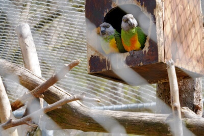 average price of a Senegal parrot