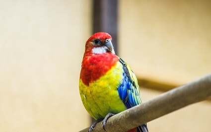 How much is a Rosella bird worth?