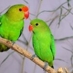 are lovebirds better in pairs?