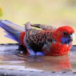 are rosellas good pets?