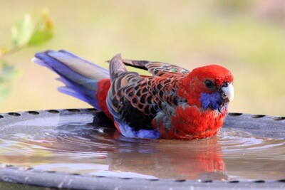 are rosellas good pets?