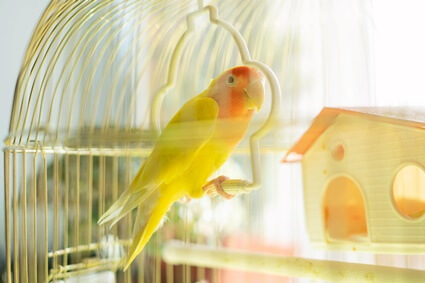 can you quarantine a new parrot in same room?