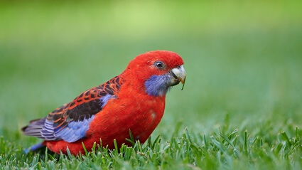 can you tame a rosella?