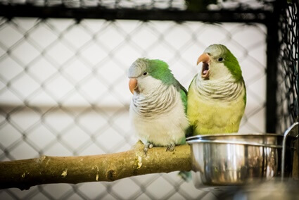 do parrots fight over territory?