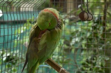 how do parrots like to sleep?