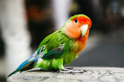 how much do lovebirds cost?