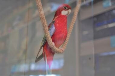 how much is a rosella parrot?