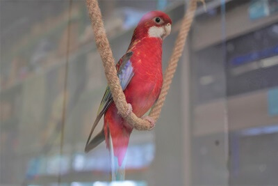 how much is a rosella parrot?