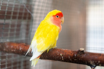 if one lovebird dies does the other?