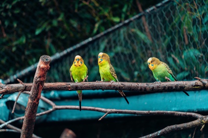 parakeet and parrot difference