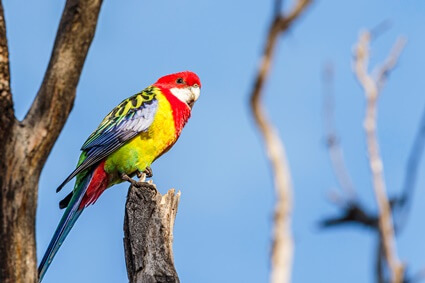 rosella parrot personality