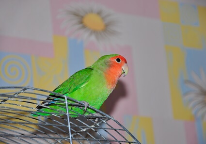 what to do if love lovebird dies