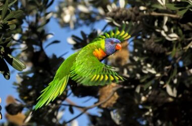 How does a parrot's respiratory system enable them to fly?