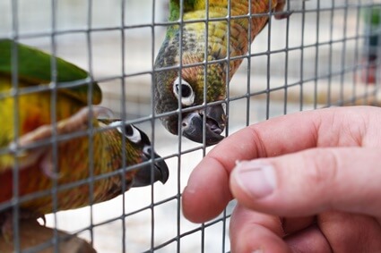 What Do Parrots Need in Their Cage?